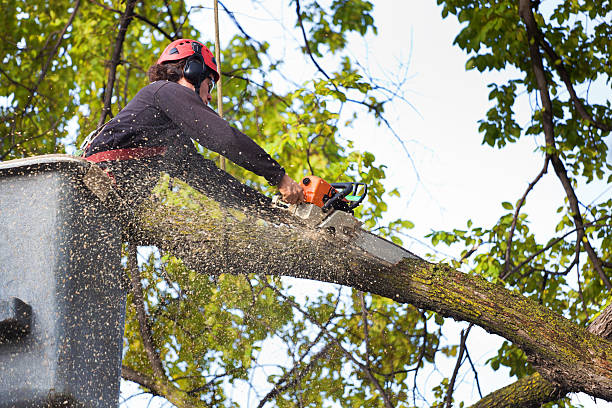 Best Residential Tree Removal  in , DC